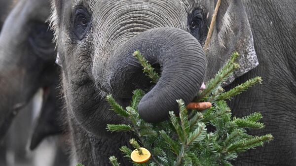 Un elefante en el zoológico de Berlín come un árbol de Navidad - Sputnik Mundo