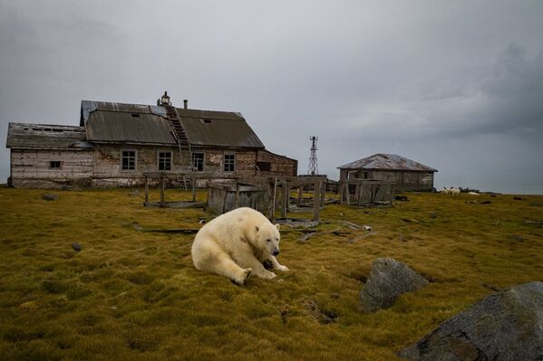 Ahora los osos polares viven en la zona abandonada. - Sputnik Mundo