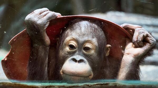 Cría de orangután en el zoológico de Moscú  - Sputnik Mundo