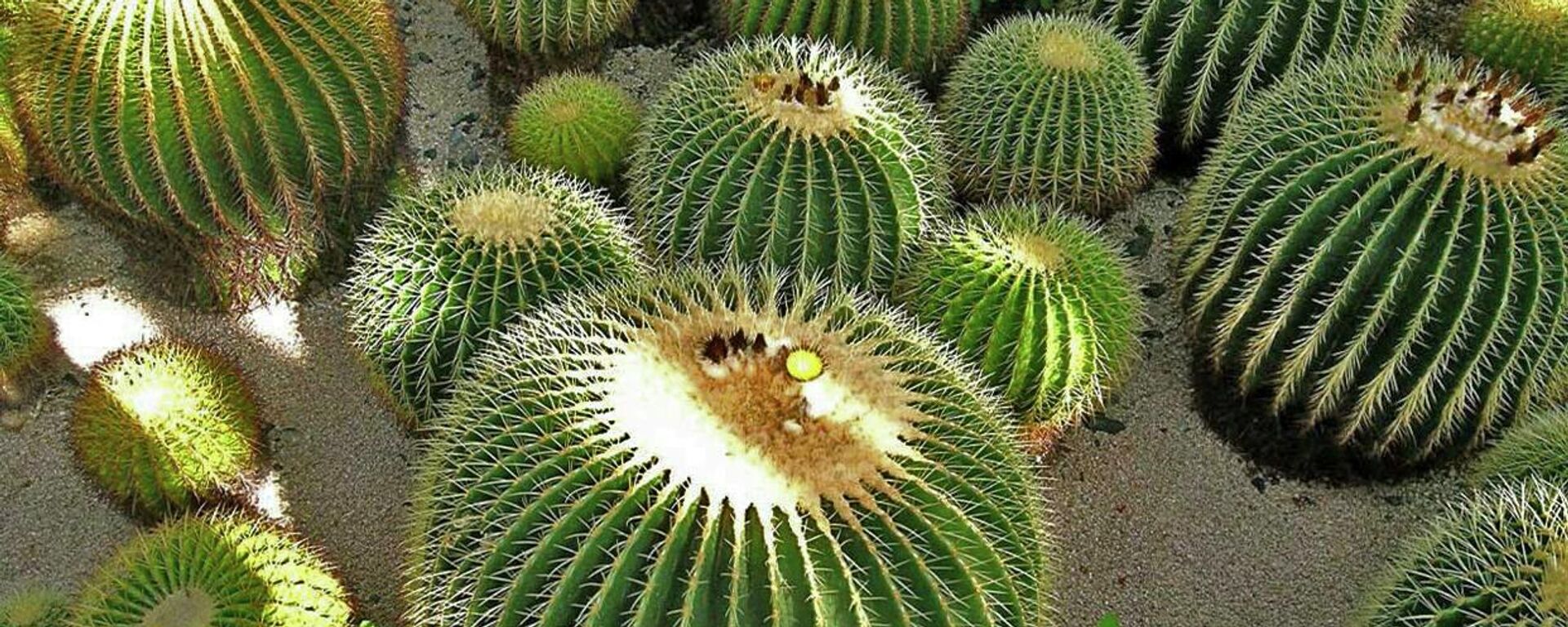 Las biznagas con cactus originarios de México en peligro de extinción.  - Sputnik Mundo, 1920, 05.01.2022