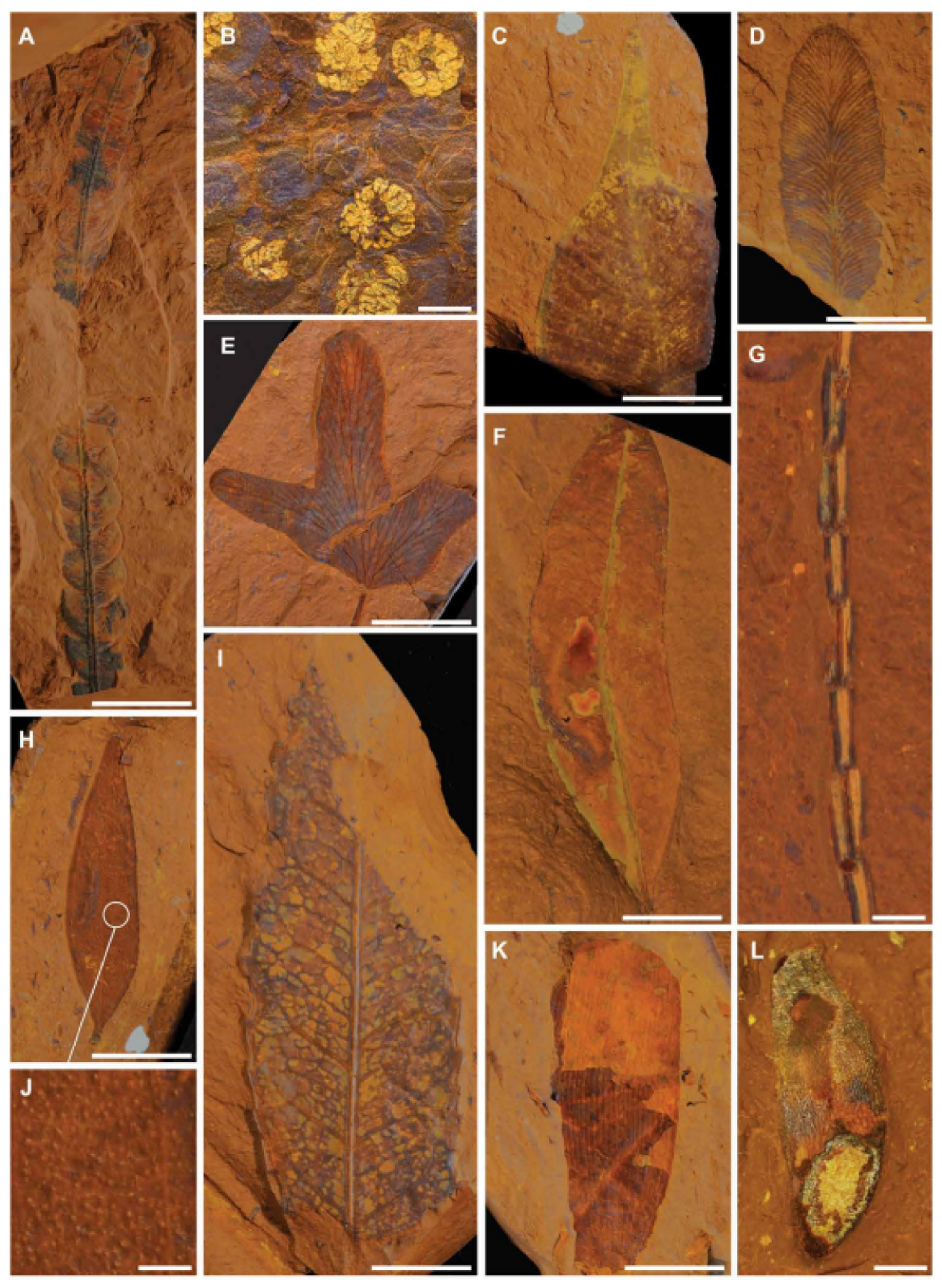 Algunos de los fósiles hallados en las Mesetas Centrales - Sputnik Mundo, 1920, 08.01.2022