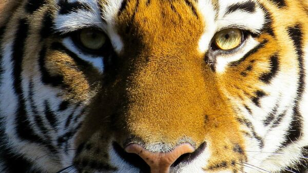 Un tigre (imagen referencial) - Sputnik Mundo