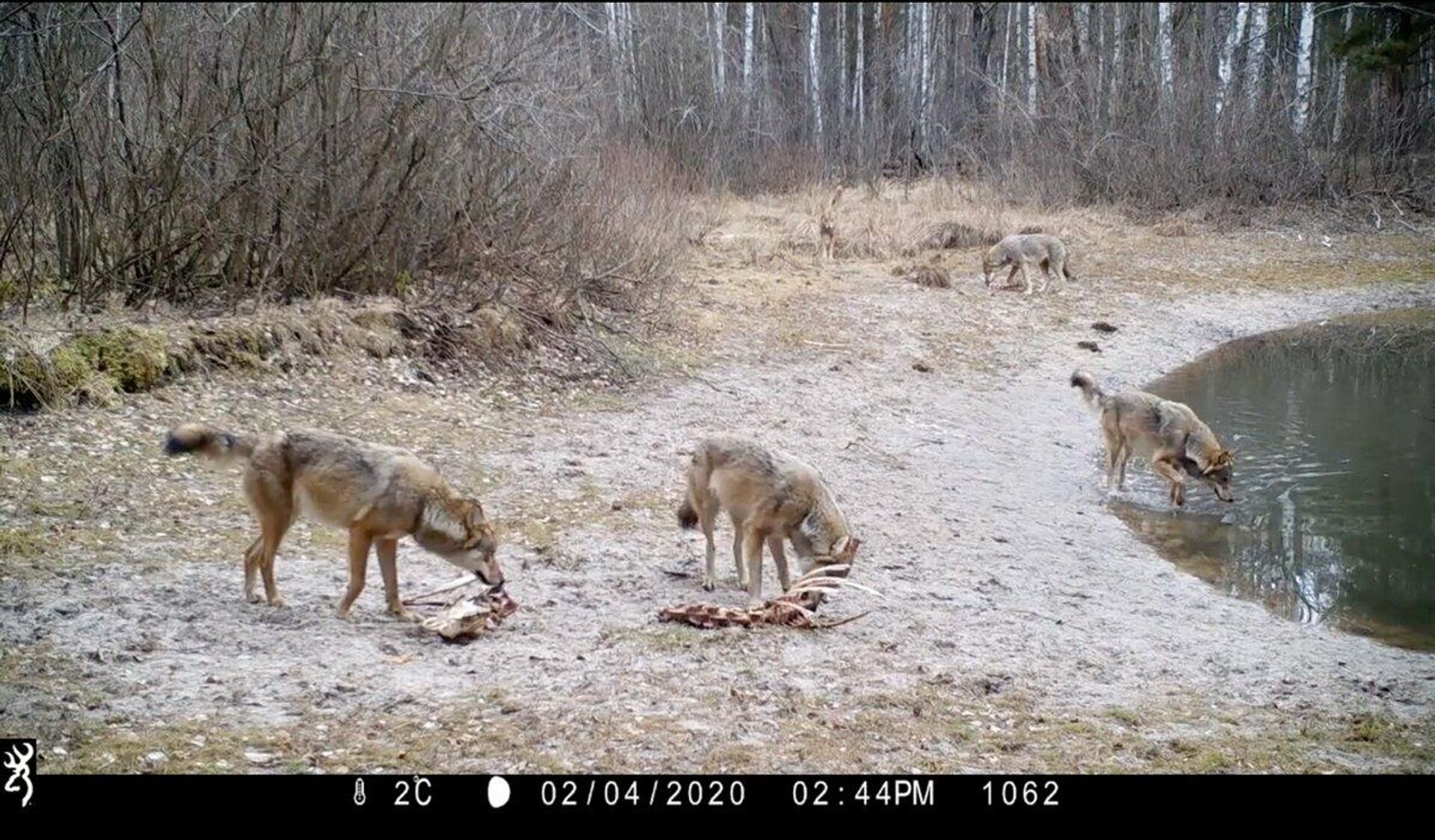 Lobos en la zona de exclusión de Chernóbil (Ucrania) - Sputnik Mundo, 1920, 12.01.2022