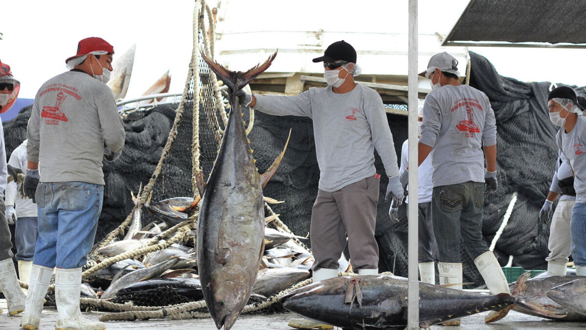 Pescadores mexicanos recogiendo cargas de atún - Sputnik Mundo, 1920, 23.05.2022