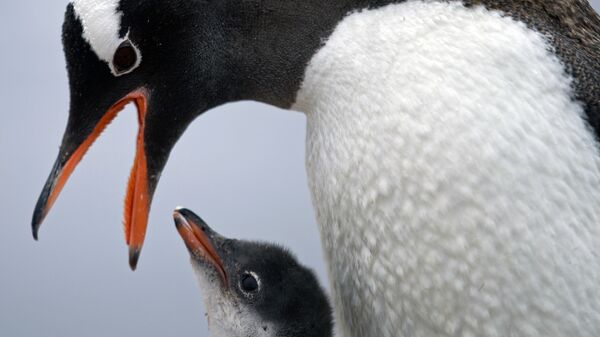 Папуасский пингвин кормит своего детеныша на станции Бернардо О'Хиггинс в Антарктиде - Sputnik Mundo