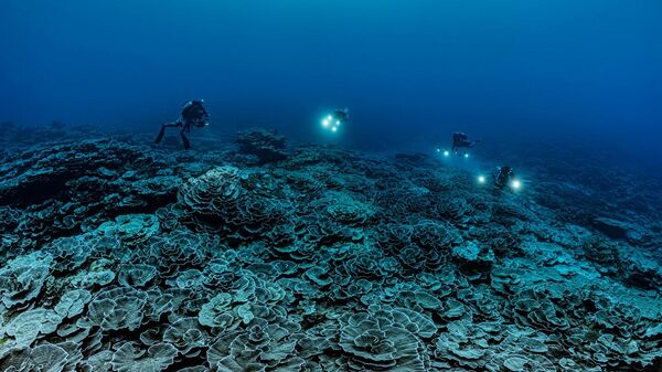 Arrecife de coral frente a la costa de Tahití, en la Polinesia Francesa. - Sputnik Mundo