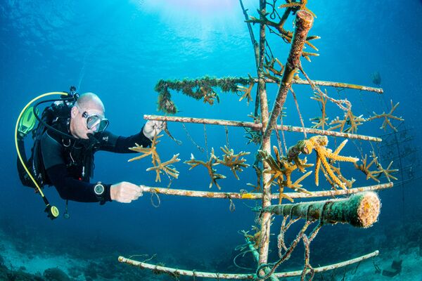 La fotografía Coral Tree de la fotógrafa Catherine Holmes, ganadora de la categoría Conservación Submarina en el concurso Ocean Art 2021. - Sputnik Mundo