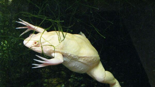 Ejemplar albino de la rana africana de garras ('Xenopus laevis') - Sputnik Mundo