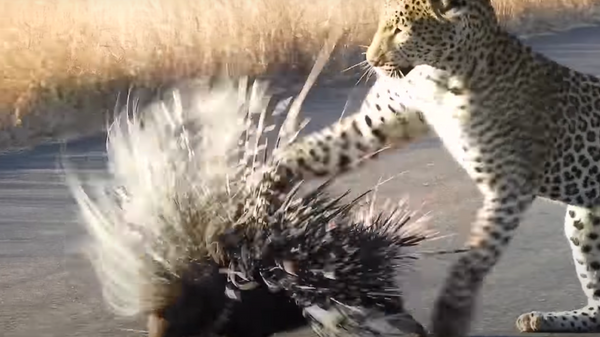 Un leopardo golpea un puercoespín - Sputnik Mundo