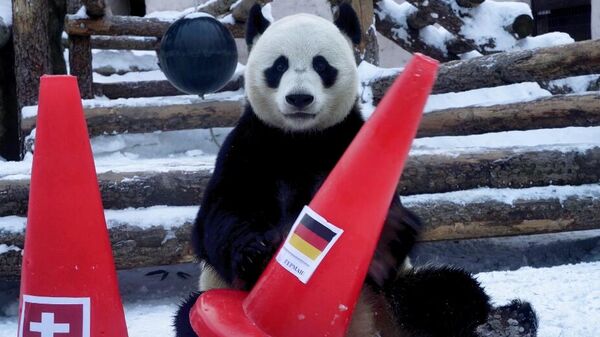 Uno de los osos panda del zoológico de Moscú - Sputnik Mundo