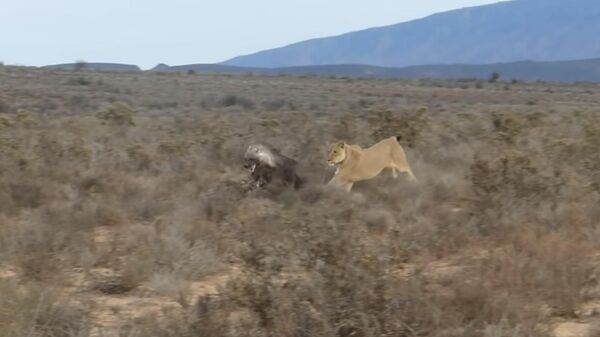 Una leona persigue a una hiena parda - Sputnik Mundo