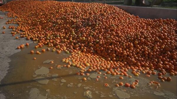 Sevilla utiliza las naranjas amagas de sus calles para producir electricidad - Sputnik Mundo
