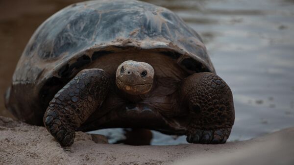 Una tortuga en Galápagos - Sputnik Mundo