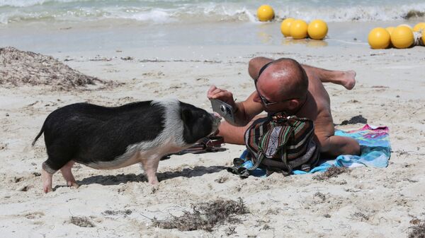 Мужчина с вьетнамскими свиньями на пляже в мексиканском штате Юкатан  - Sputnik Mundo