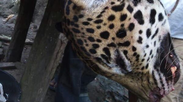 Reportan la caza clandestina de jaguares en México - Sputnik Mundo