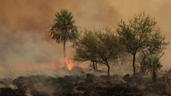 Incendios forestales en Argentina - Sputnik Mundo