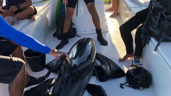 Delfín varado y liberado en Nayarit, México. - Sputnik Mundo