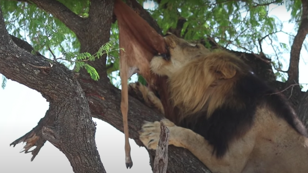 Un cadáver combativo: un león encuentra dificultades para 'cazar' un impala sin vida - Sputnik Mundo