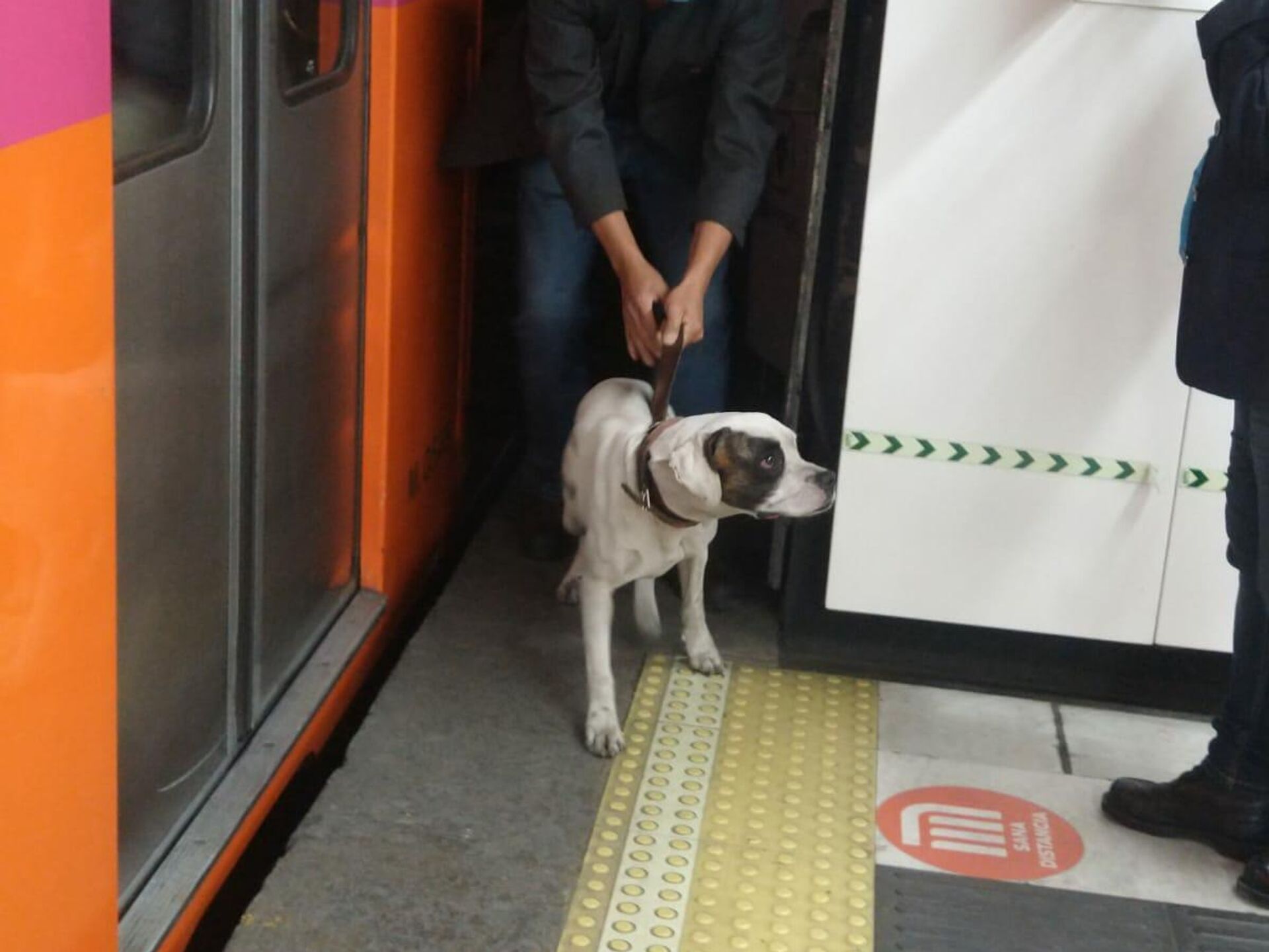 Lo más tierno que verás hoy: salvan a perro que ingresó a las vías del Metro  de la CDMX , Sputnik Mundo