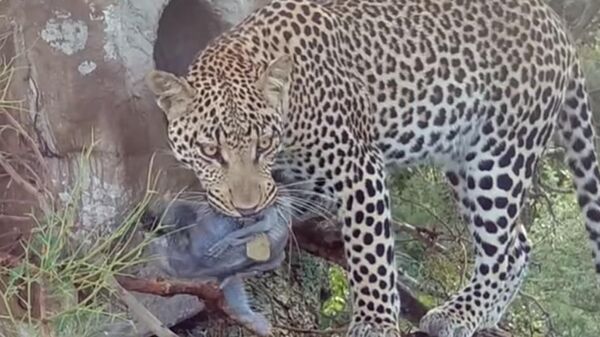Un leopardo secuestra al polluelo del nido de unos cálaos | Video - Sputnik Mundo