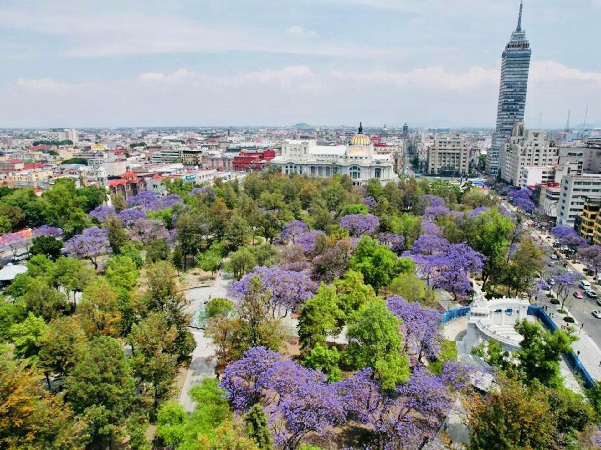 Belleza urbana mexicana: New Era celebra las jacarandas en su