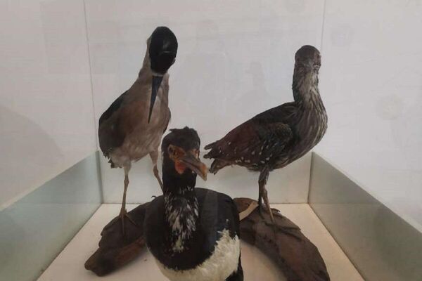Colección del Museo Malvinas e Islas del Atlántico Sur - Sputnik Mundo