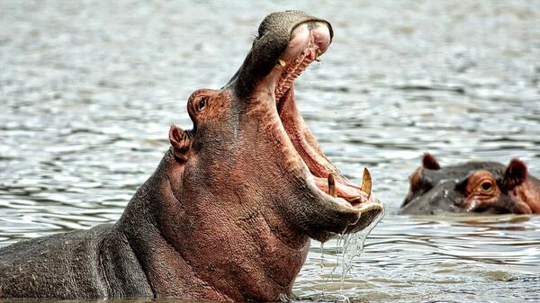 Dos hipopótamos - Sputnik Mundo