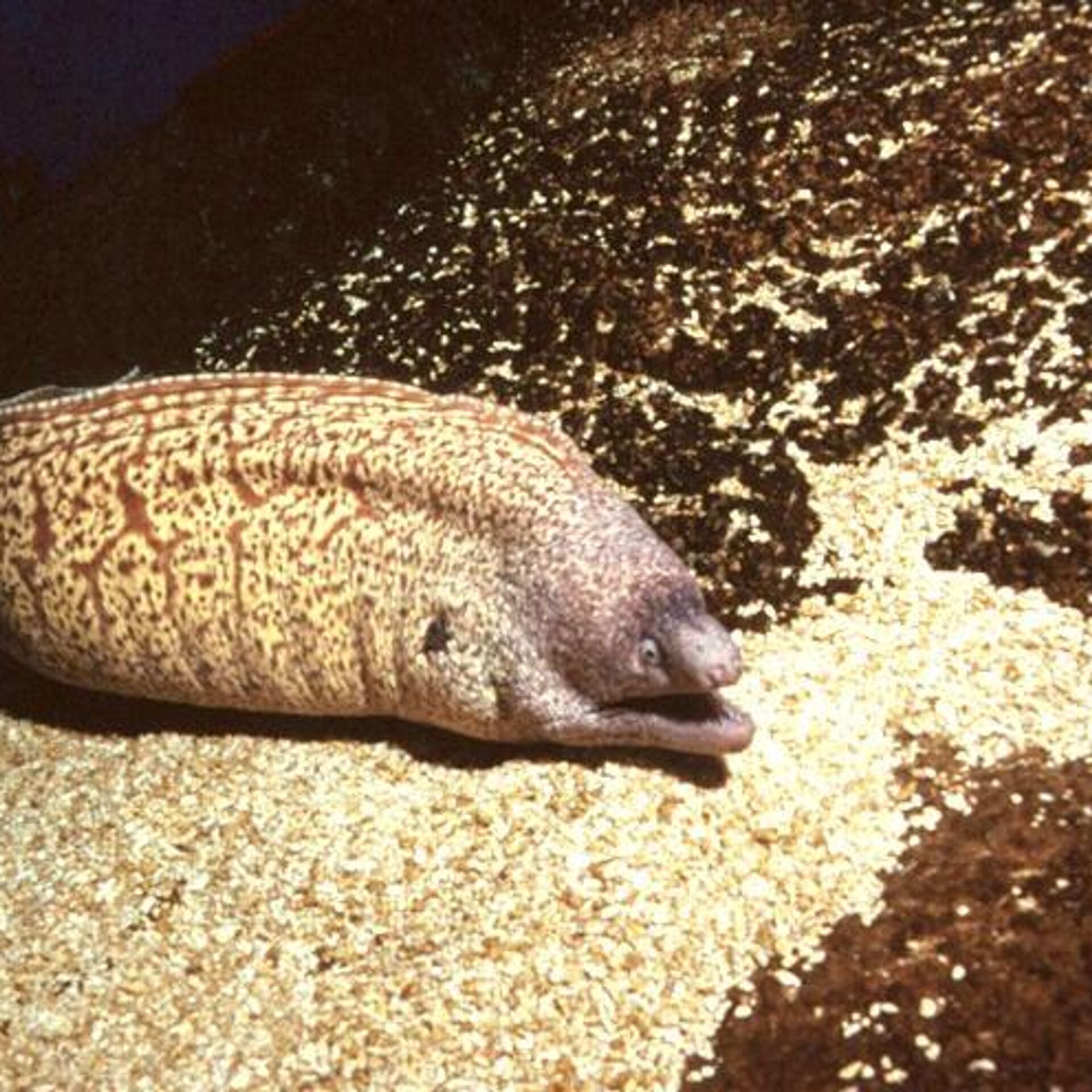 Este es el pez venenoso que ha mordido a más de 160 personas en playas  mexicanas , Sputnik Mundo