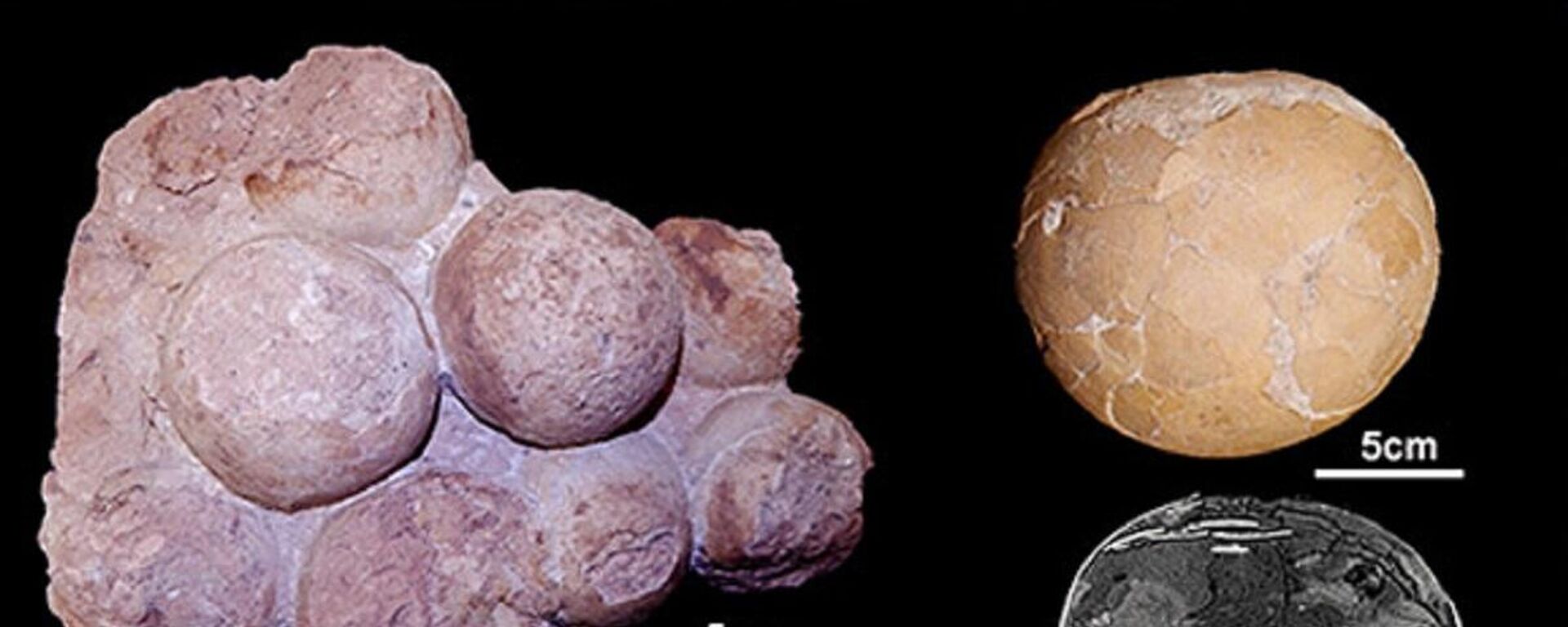 Fósiles de nidos de titasaurios descubiertos en Brasil - Sputnik Mundo, 1920, 08.04.2022