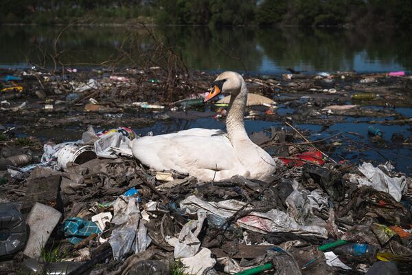 Un cisne hace un nido en medio de basura llena de plástico junto a un desagüe de aguas residuales en la orilla del río Danubio, cerca del centro de Belgrado (Serbia). - Sputnik Mundo