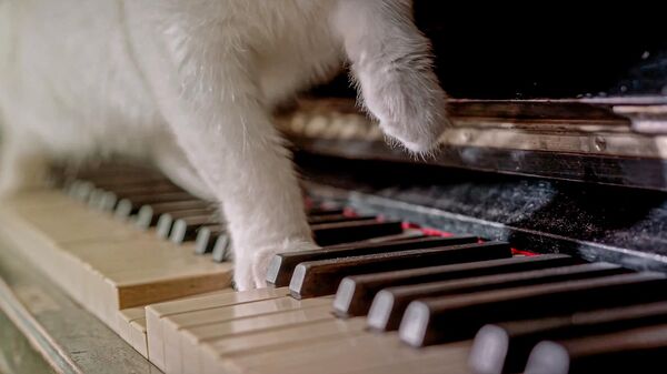 Gato tocando un piano - Sputnik Mundo