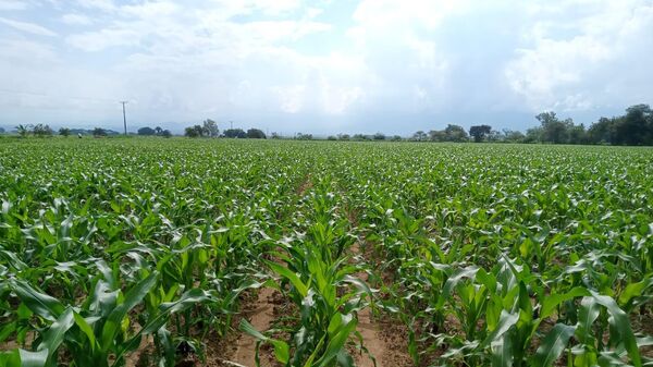 Cultivos de maíz en Colombia, los más afectados por la escasez de fertilizantes - Sputnik Mundo