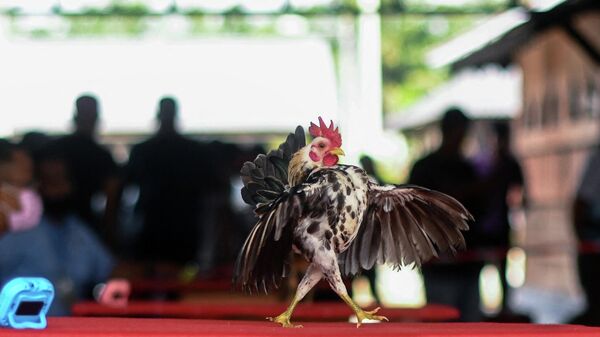 Конкурс красоты кур в Кампунг Дженджаром, Малайзия - Sputnik Mundo