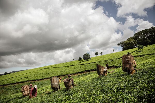 Aunque hoy en día el mercado nos ofrece una gran variedad de té, solo hay cuatro tipos principales: negro, verde, blanco y oolong. Todos los tés se elaboran a partir de la misma planta, la Camellia sinensis. Los tipos de té se diferencian por la elaboración de las hojas. Por ejemplo, el té negro está muy fermentado, mientras que el té blanco se somete a un procesamiento mínimo.En la foto: cosecha de té en Malaui. - Sputnik Mundo