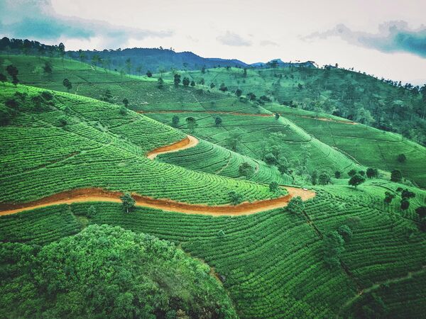 Sri Lanka es el cuarto productor mundial de té. Más de un millón de personas trabajan en su producción.En la foto: plantaciones de té en Sri Lanka. - Sputnik Mundo