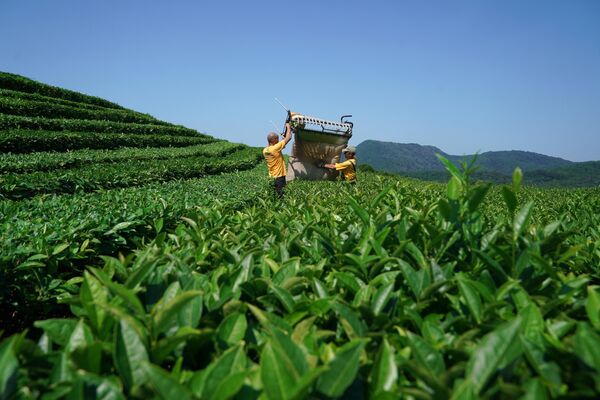 En Rusia, la principal región productora de té es la de Krasnodar.En la foto: cosecha mecanizada de té en plantaciones cercanas a la ciudad de Sochi. - Sputnik Mundo