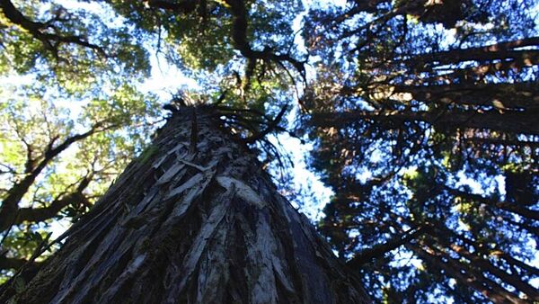 Alerce chileno de más de 5.000 años de antiguedad, el árbol más viejo del planeta  - Sputnik Mundo