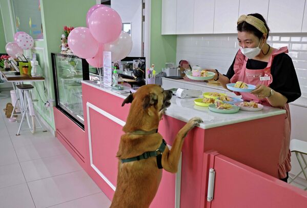 La propietaria del primer café para perros en Dubái atiende a un cliente de cuatro patas. - Sputnik Mundo