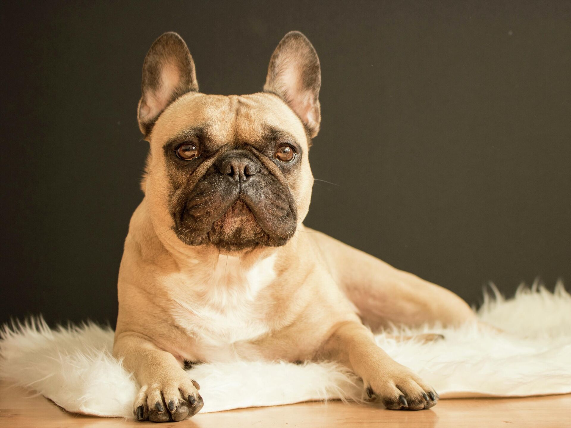 El precio que paga el bulldog francés por ser tan lindo - The New York Times