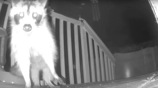 Un mapache roba una cámara de seguidad - Sputnik Mundo