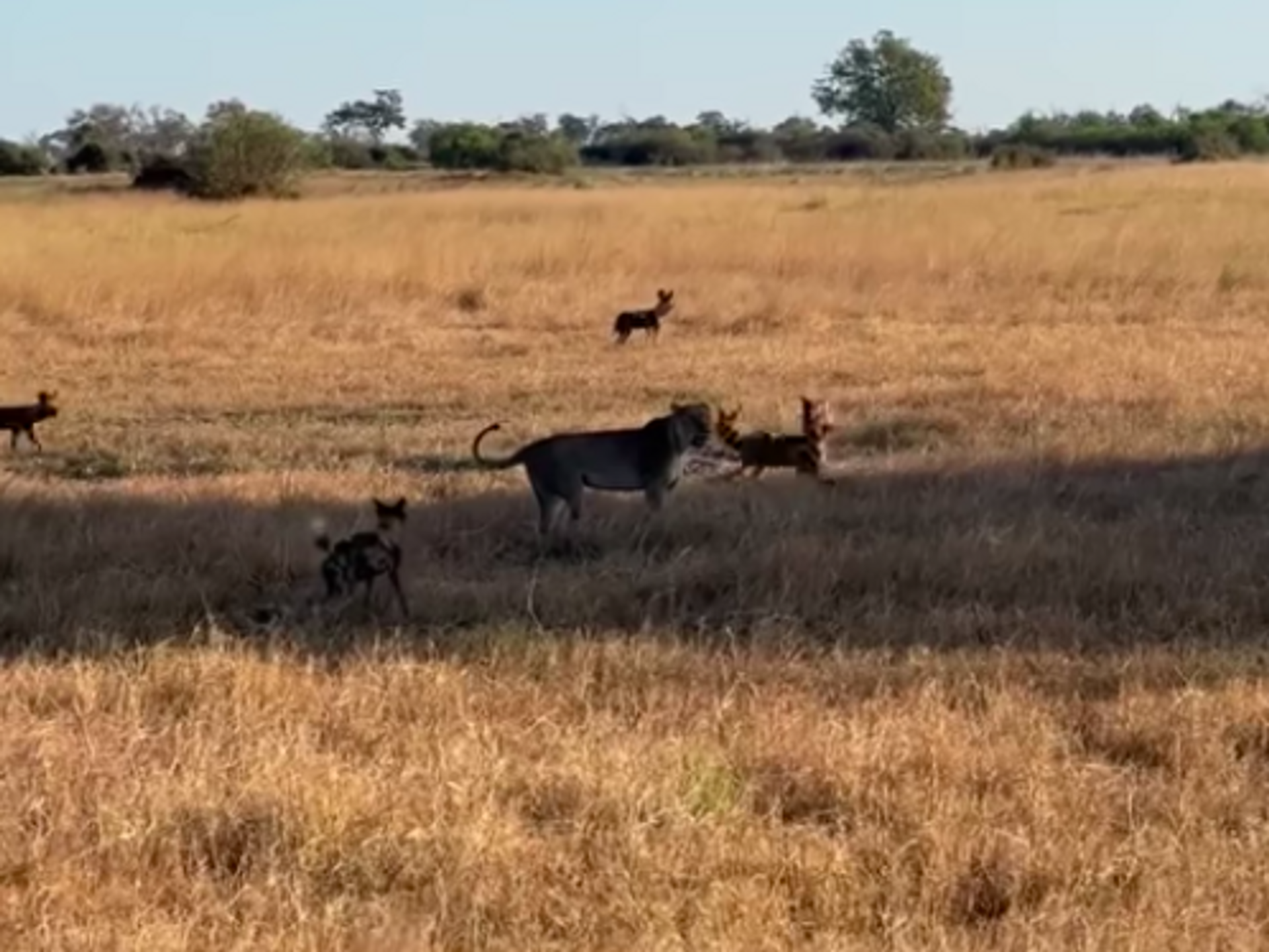 que comen los perros salvajes africanos