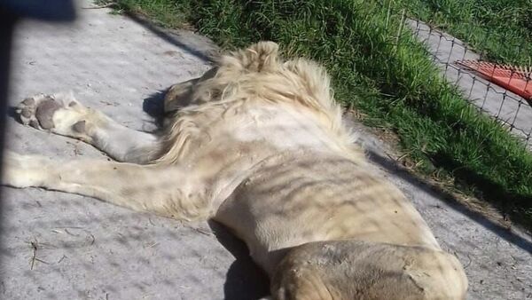 Un león tirado en un predio perteneciente a la fundación Black Jaguar-White Tiger, en México - Sputnik Mundo