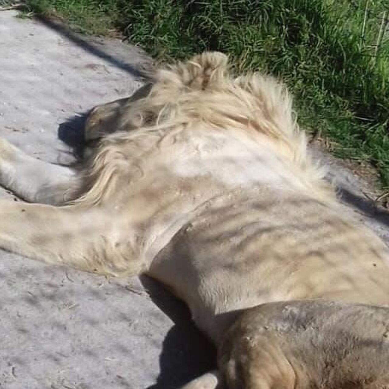 Leones comiéndose a sí mismos por hambre: así es este infierno felino en  México | Video , Sputnik Mundo