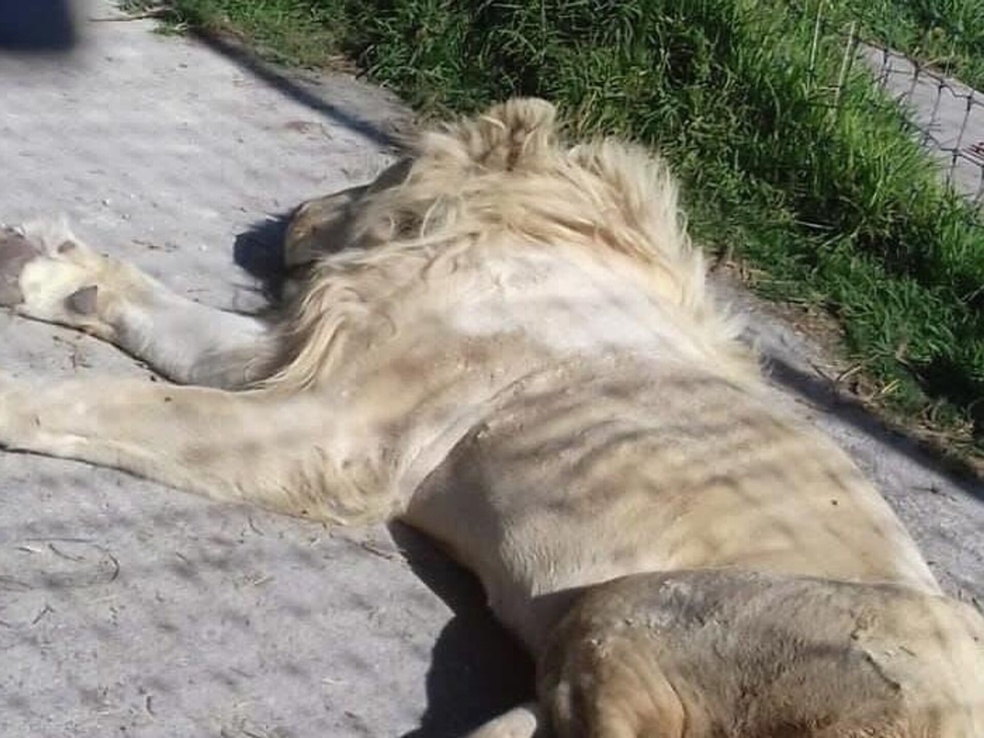 Leones comiéndose a sí mismos por hambre: así es este infierno felino en  México | Video , Sputnik Mundo