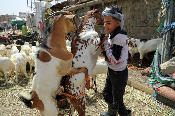 Un niño juega con animales en un mercado de Saná, la capital de Yemen, donde, como en otros países musulmanes, los residentes se preparan para celebrar la fiesta del Eid al-Adha. - Sputnik Mundo