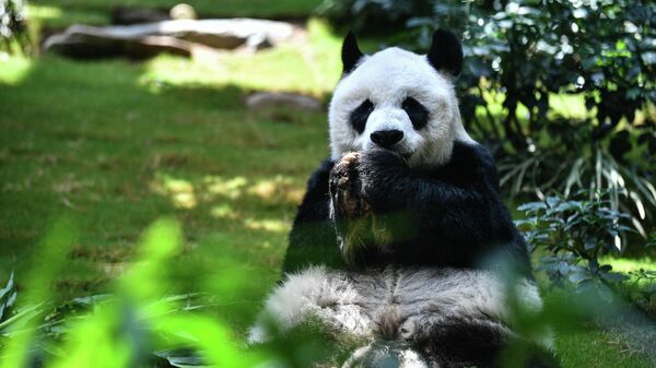 An An, panda más longevo del mundo en Hong Kong - Sputnik Mundo
