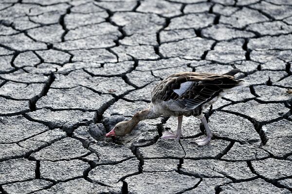 Un ganso en busca de agua camina en el fondo reseco del lago Velence, en Hungría. - Sputnik Mundo