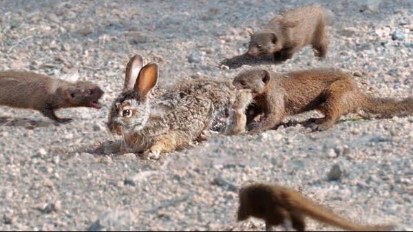 Crueldad de la naturaleza en todo su esplendor: unas mangostas despedazan a un conejo  - Sputnik Mundo