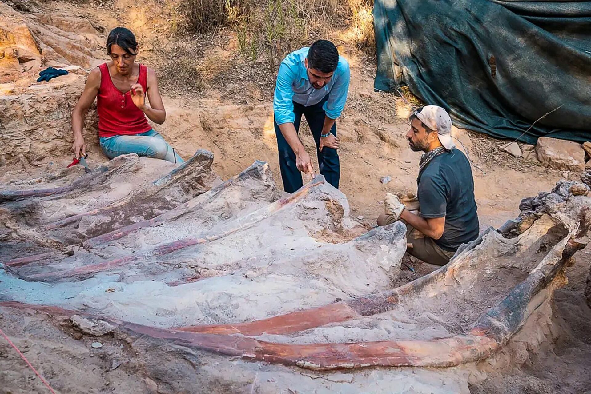 Un grupo de arqueólogos del Instituto Dom Luiz estudia los restos de un gran saurópodo - Sputnik Mundo, 1920, 30.08.2022