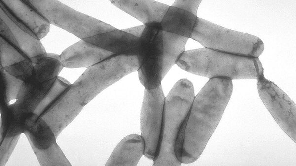 Bacteria 'Legionella pneumophila' - Sputnik Mundo